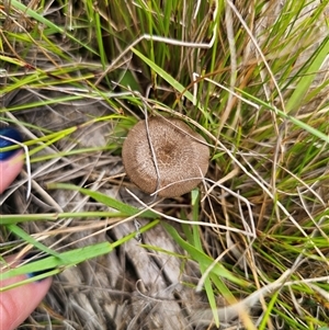 Lentinus arcularius at Palerang, NSW - 21 Nov 2024