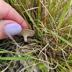 Lentinus arcularius at Palerang, NSW - 21 Nov 2024