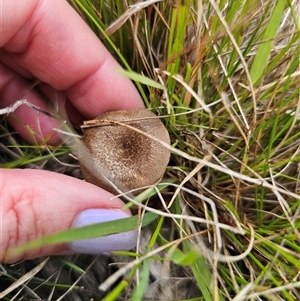 Lentinus arcularius at Palerang, NSW - 21 Nov 2024