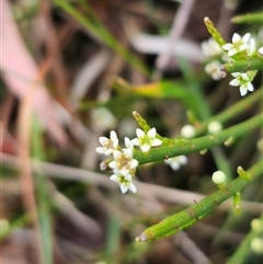 Choretrum pauciflorum (Dwarf Sour Bush) at Palerang, NSW - 21 Nov 2024 by Csteele4