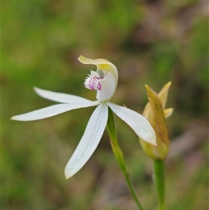 Caladenia moschata at Palerang, NSW - suppressed