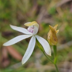 Caladenia moschata at Palerang, NSW - suppressed