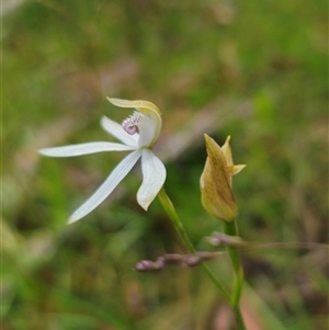 Caladenia moschata at Palerang, NSW - suppressed