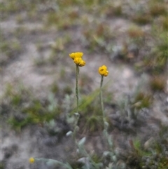 Chrysocephalum apiculatum (Common Everlasting) at Palerang, NSW - 21 Nov 2024 by Csteele4