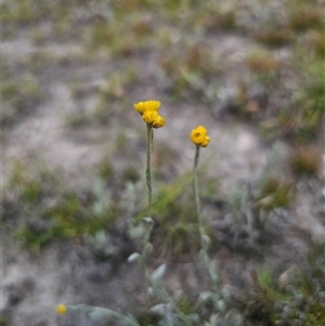 Chrysocephalum apiculatum at Palerang, NSW - 21 Nov 2024 02:12 PM