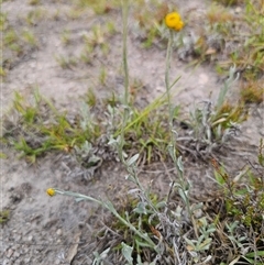 Chrysocephalum apiculatum at Palerang, NSW - 21 Nov 2024 02:12 PM