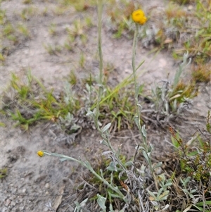 Chrysocephalum apiculatum at Palerang, NSW - 21 Nov 2024 02:12 PM