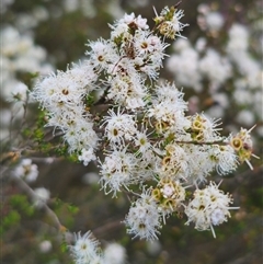 Kunzea parvifolia (Violet Kunzea) at Palerang, NSW - 21 Nov 2024 by Csteele4