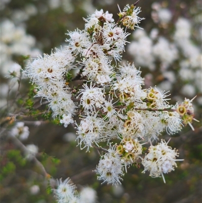 Kunzea parvifolia (Violet Kunzea) at Palerang, NSW - 21 Nov 2024 by Csteele4