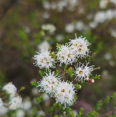 Kunzea parvifolia at Palerang, NSW - 21 Nov 2024 02:05 PM