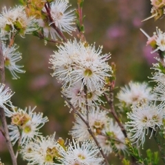 Kunzea parvifolia at Palerang, NSW - 21 Nov 2024 02:05 PM