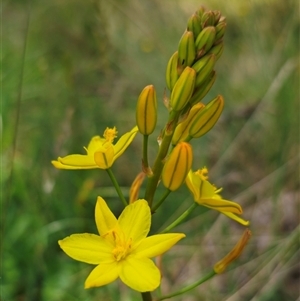 Bulbine glauca at Palerang, NSW - 21 Nov 2024 01:19 PM