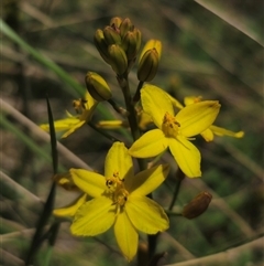 Bulbine glauca at Palerang, NSW - 21 Nov 2024 01:19 PM