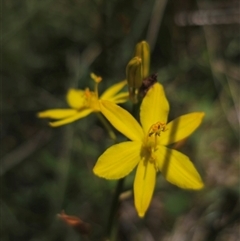 Bulbine glauca at Palerang, NSW - 21 Nov 2024 01:19 PM