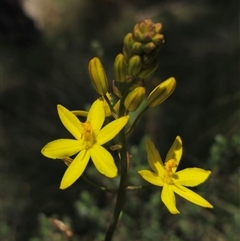 Bulbine glauca at Palerang, NSW - 21 Nov 2024 01:19 PM