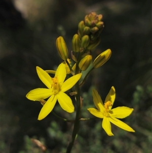 Bulbine glauca at Palerang, NSW - 21 Nov 2024 01:19 PM