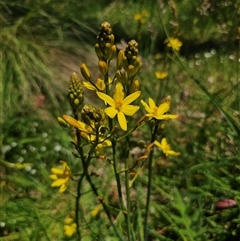 Bulbine glauca at Palerang, NSW - 21 Nov 2024 01:19 PM