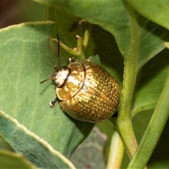 Paropsisterna cloelia (Eucalyptus variegated beetle) at Fraser, ACT - 18 Nov 2024 by AlisonMilton