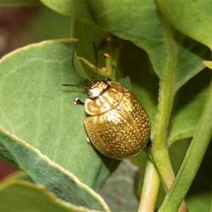 Paropsisterna cloelia at Fraser, ACT - 19 Nov 2024 10:54 AM