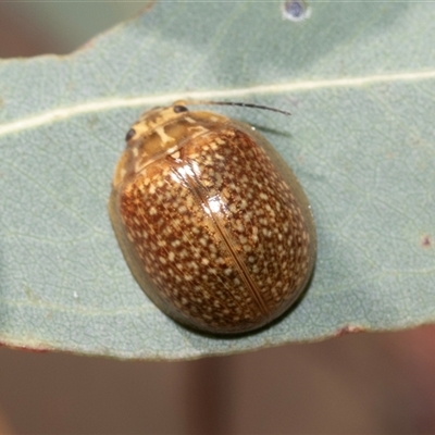 Paropsisterna cloelia (Eucalyptus variegated beetle) at Dunlop, ACT - 18 Nov 2024 by AlisonMilton