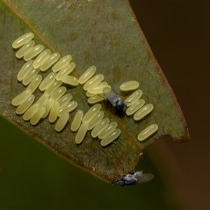 Paropsisterna cloelia at Fraser, ACT - 19 Nov 2024