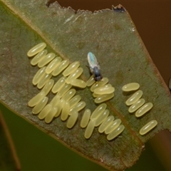 Paropsisterna cloelia at Fraser, ACT - 19 Nov 2024