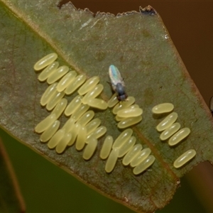 Paropsisterna cloelia at Fraser, ACT - 19 Nov 2024