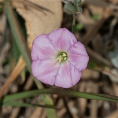 Convolvulus angustissimus subsp. angustissimus (Australian Bindweed) at Fraser, ACT - 18 Nov 2024 by AlisonMilton