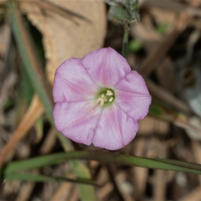 Convolvulus angustissimus subsp. angustissimus (Australian Bindweed) at Fraser, ACT - 18 Nov 2024 by AlisonMilton