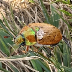 Anoplognathus brunnipennis (Green-tailed Christmas beetle) at Strathnairn, ACT - 20 Nov 2024 by Pirom