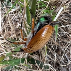 Anoplognathus brunnipennis at Strathnairn, ACT - 21 Nov 2024