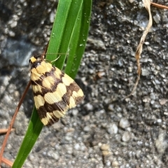 Termessa zonophanes (Double Yellow-patched Footman) at Hall, ACT - 21 Nov 2024 by Rosie