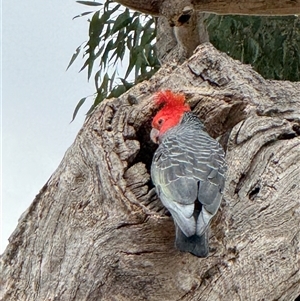 Callocephalon fimbriatum (Gang-gang Cockatoo) at Watson, ACT by Louisab