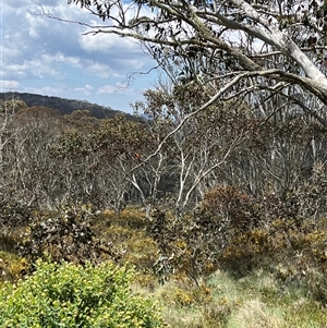 Petroica phoenicea at Cotter River, ACT - 21 Nov 2024