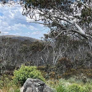 Petroica phoenicea at Cotter River, ACT - 21 Nov 2024