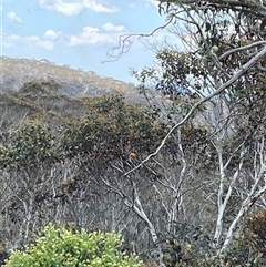 Petroica phoenicea at Cotter River, ACT - 21 Nov 2024