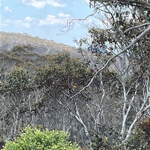 Petroica phoenicea at Cotter River, ACT - 21 Nov 2024