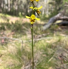 Diuris sulphurea (Tiger Orchid) at Cotter River, ACT - 21 Nov 2024 by GG