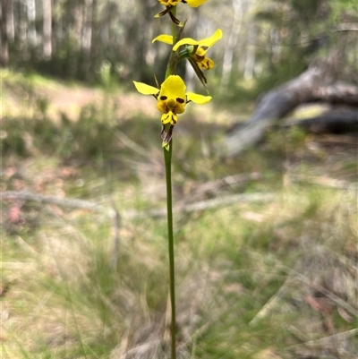 Diuris sulphurea (Tiger Orchid) at Cotter River, ACT - 21 Nov 2024 by GG