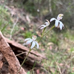 Caladenia moschata at Cotter River, ACT - suppressed