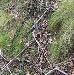 Thelymitra media at Cotter River, ACT - suppressed