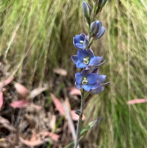 Thelymitra media at Cotter River, ACT - suppressed