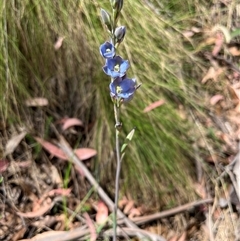 Thelymitra media at Cotter River, ACT - suppressed