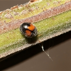 Diomus notescens (Little two-spotted ladybird) at Fraser, ACT - 19 Nov 2024 by AlisonMilton