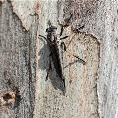 Cerdistus sp. (genus) (Slender Robber Fly) at Fraser, ACT - 18 Nov 2024 by AlisonMilton