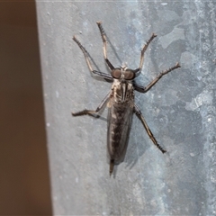 Cerdistus sp. (genus) (Slender Robber Fly) at Fraser, ACT - 18 Nov 2024 by AlisonMilton