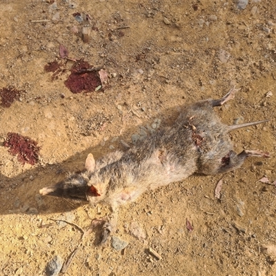 Perameles nasuta (Long-nosed Bandicoot) at Brindabella, NSW - 19 Nov 2024 by LukeMcElhinney