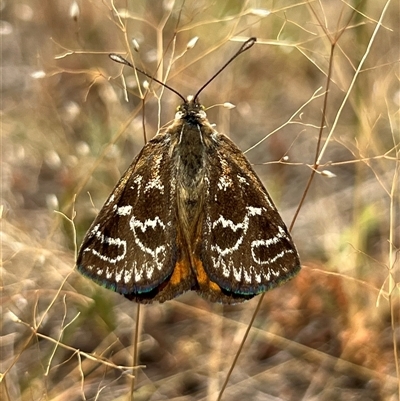 Synemon plana (Golden Sun Moth) at Throsby, ACT - 21 Nov 2024 by RangerRiley