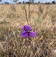 Arthropodium fimbriatum (Nodding Chocolate Lily) at Throsby, ACT - 19 Nov 2024 by RangerRiley