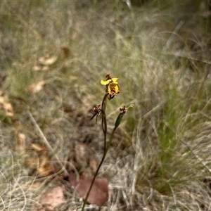 Diuris semilunulata at Rendezvous Creek, ACT - 10 Nov 2024